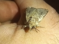 Mythimna languida
