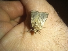 Mythimna languida