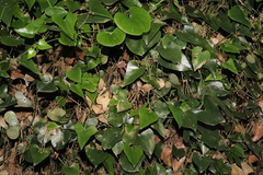 Smilax aspera aspera