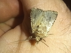 Mythimna languida