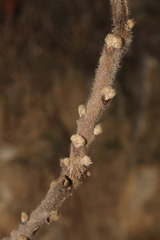 Rhus coriaria