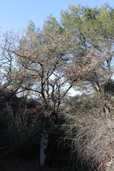 Quercus pubescens pubescens