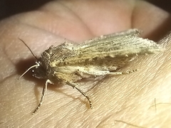 Mythimna languida