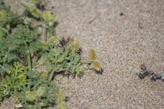 Daucus pumilus