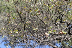 Quercus pubescens pubescens