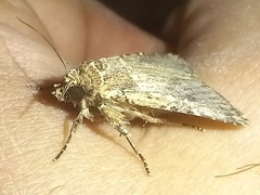 Mythimna languida