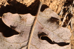 Quercus pubescens pubescens