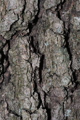 Quercus pubescens pubescens