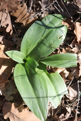 Himantoglossum robertianum
