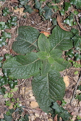 Pentanema squarrosum