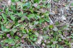 Puccinia lapsanae