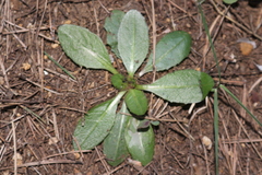Obovata