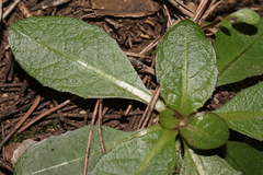 Obovata