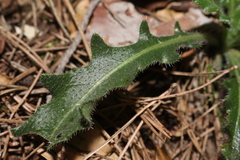 Biscutella mediterranea