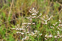 Limonium brasiliense