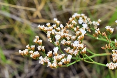 Limonium brasiliense