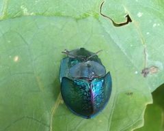 Cyrtonota thalassina