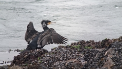 Phalacrocorax carbo sinensis
