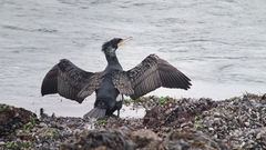 Phalacrocorax carbo sinensis