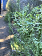 Eriophyllum confertiflorum