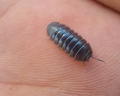 Armadillidium vulgare