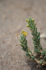 Crucianella maritima