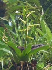 Cipuropsis singularis