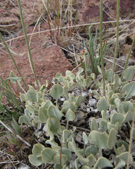 Eriogonum ovalifolium