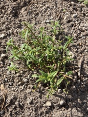 Oldenlandia corymbosa