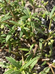 Oldenlandia corymbosa
