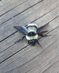 Bombus brasiliensis