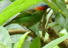 Tangara cyanocephala