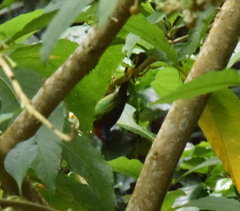 Tangara cyanocephala