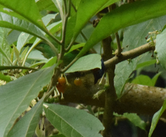 Tangara cyanocephala