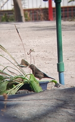 Haemorhous mexicanus