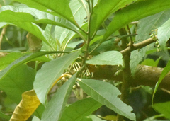 Tangara cyanocephala