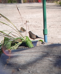 Haemorhous mexicanus