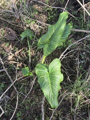 Zantedeschia