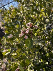 Rhus kearneyi