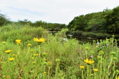 Grindelia pulchella
