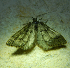 Tephronia sepiaria