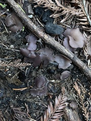 Geoscypha violacea
