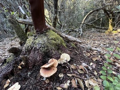 Rhodocollybia oregonensis