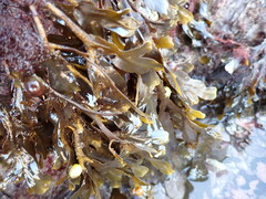 Fucus vesiculosus