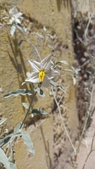 Solanum elaeagnifolium