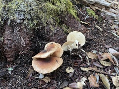 Rhodocollybia oregonensis