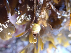 Littorina obtusata