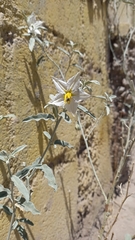 Solanum elaeagnifolium
