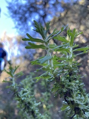 Eriophyllum confertiflorum