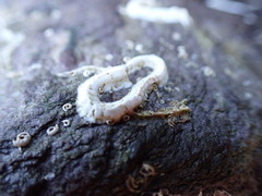 Spirobranchus lamarcki